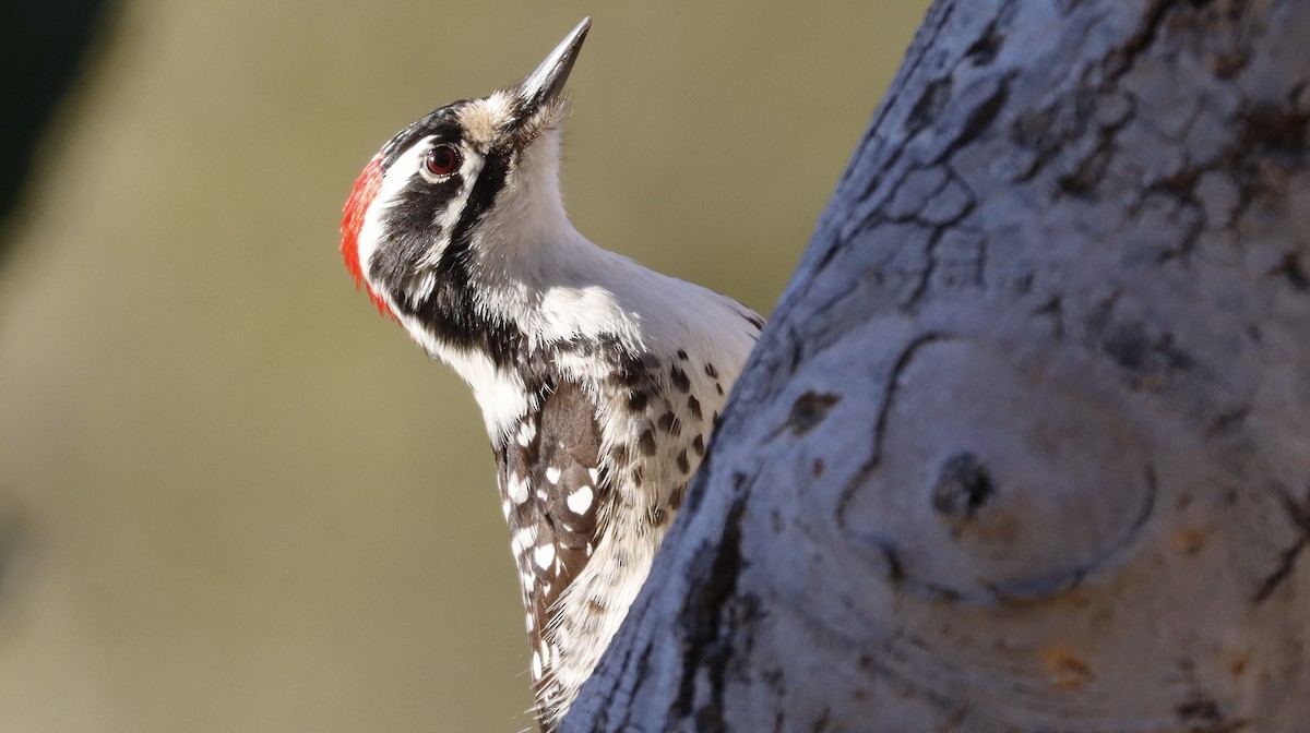 Nuttall's Woodpecker - ML614304413