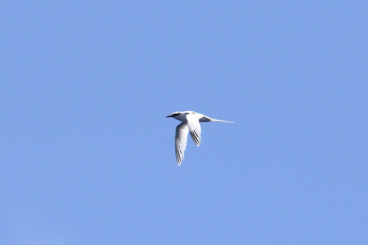 White-tailed Tropicbird - ML614304421