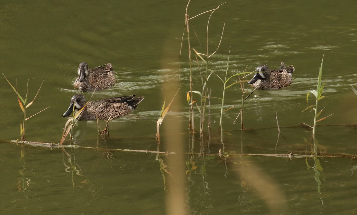 eBird Checklist 30 Jan 2024 Salineño Wildlife Preserve (LTC 080