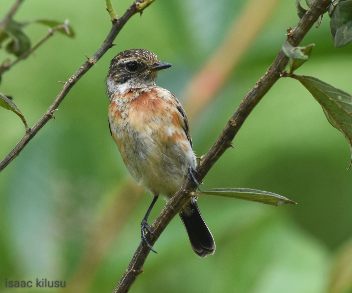 African Stonechat (African) - ML614304698
