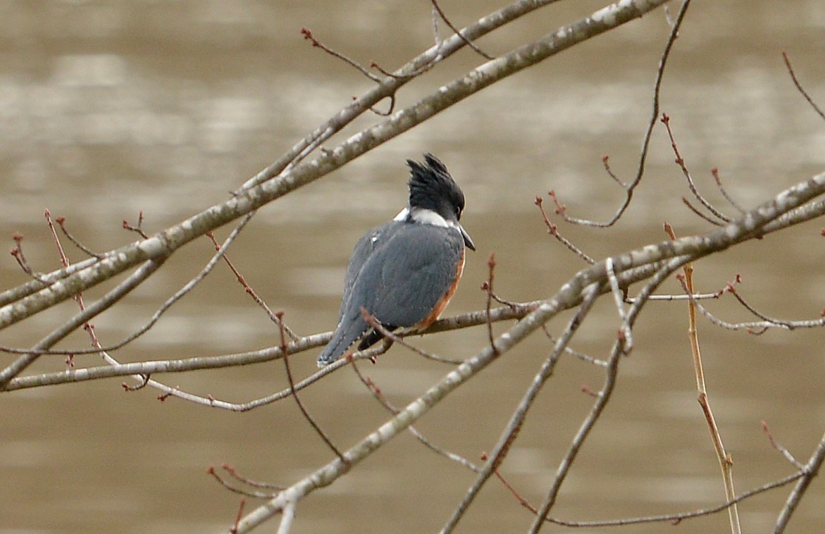 Belted Kingfisher - ML614305093