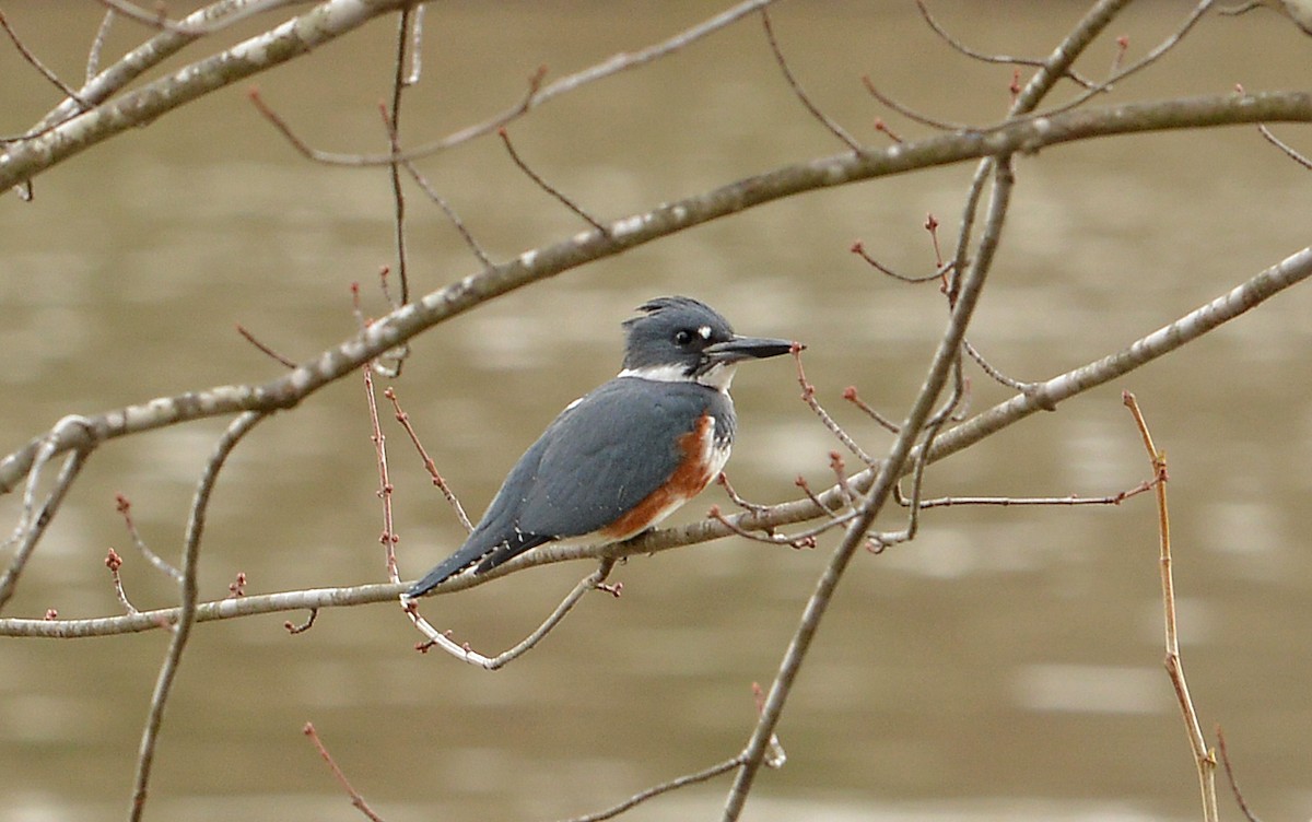 Belted Kingfisher - ML614305094