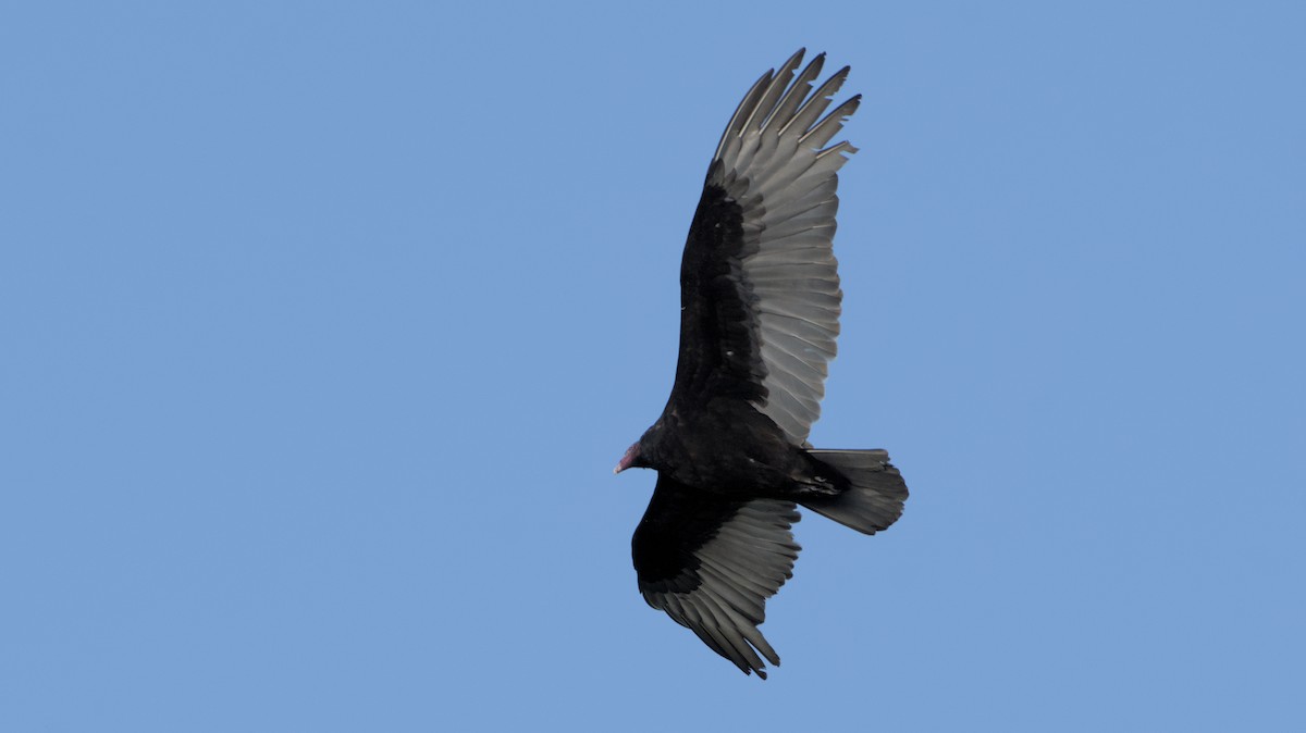 Turkey Vulture - ML614305947
