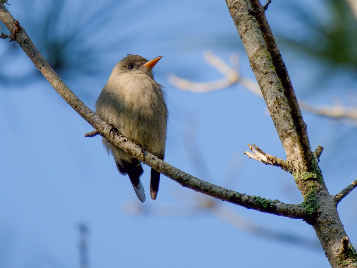 Greater Pewee - ML614306101