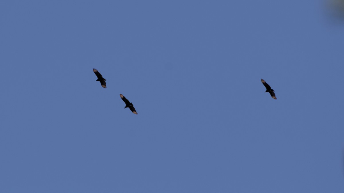 Black Vulture - ML614306225