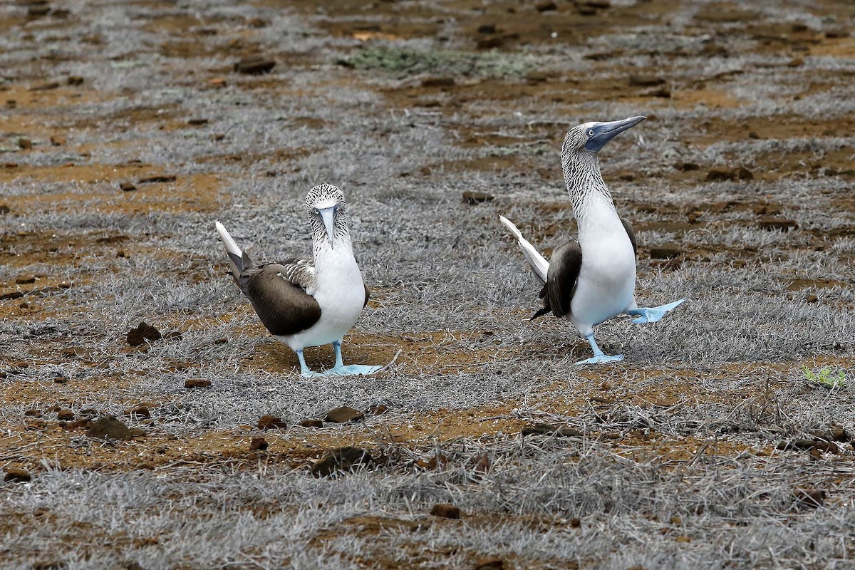 Blue-footed Booby - ML614306240