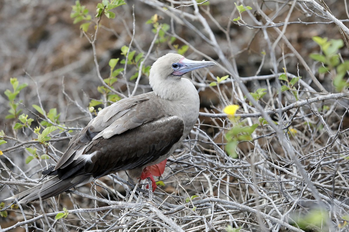 Red-footed Booby - ML614306252