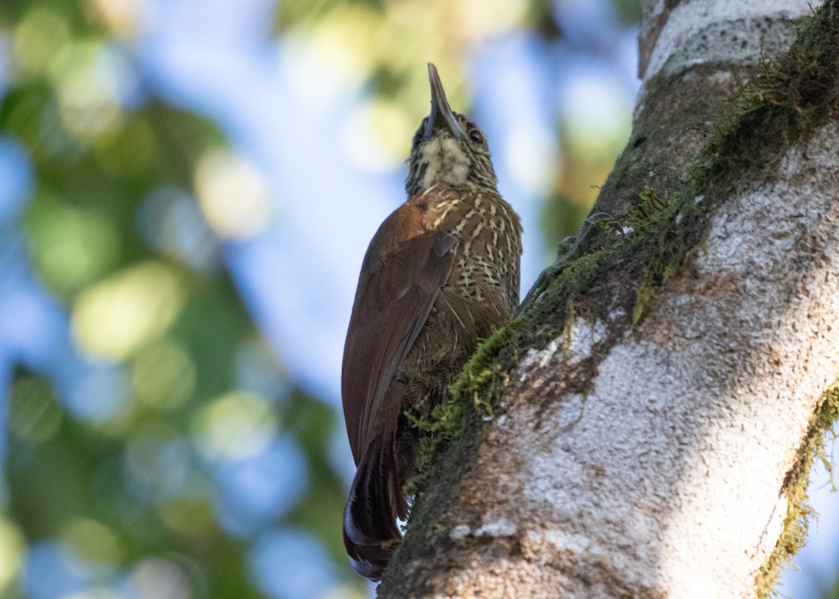 Strong-billed Woodcreeper (Andean/Northern) - Silvia Faustino Linhares