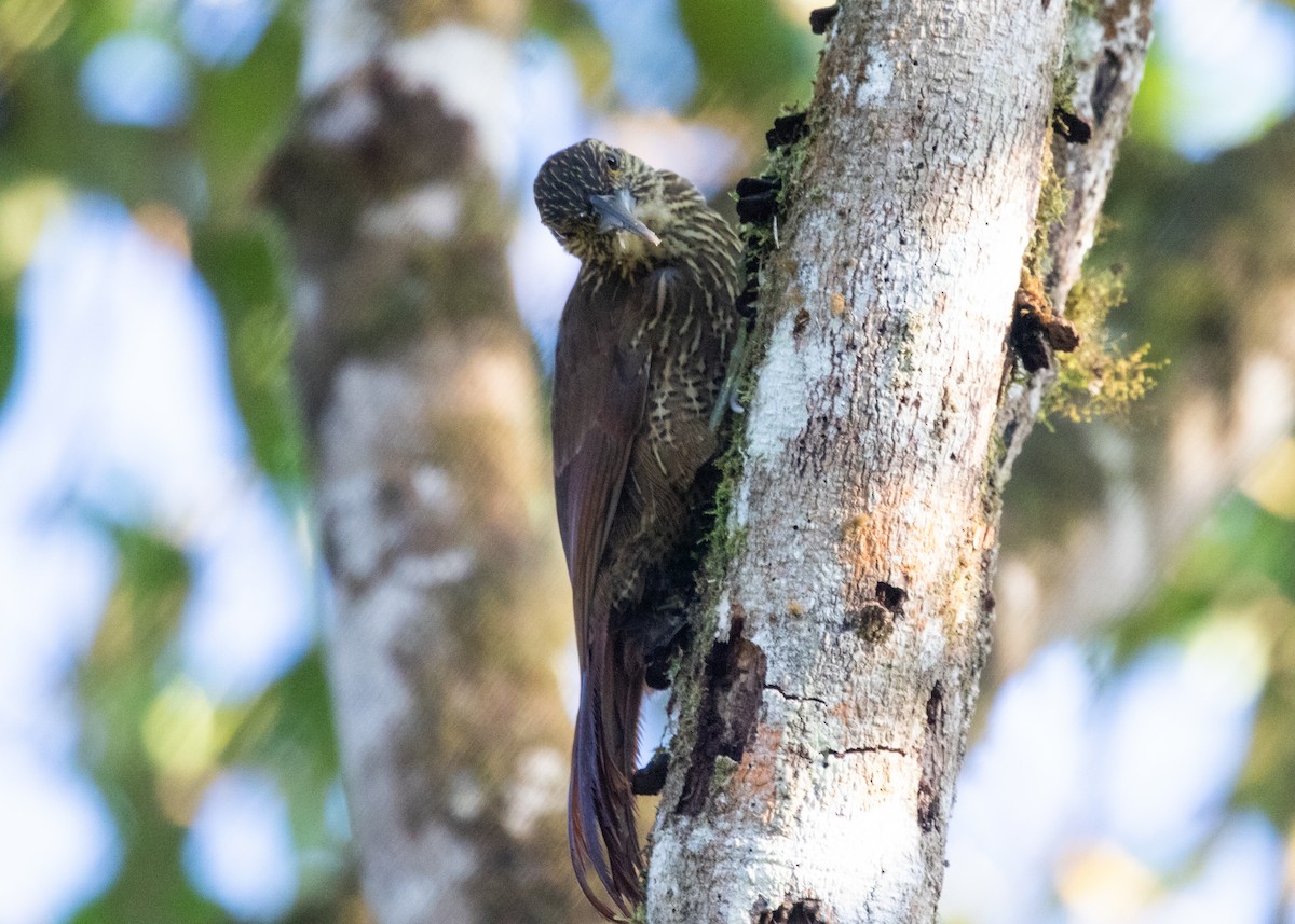 Strong-billed Woodcreeper (Andean/Northern) - ML614306257