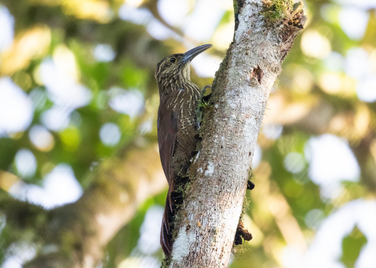 Strong-billed Woodcreeper (Andean/Northern) - ML614306258