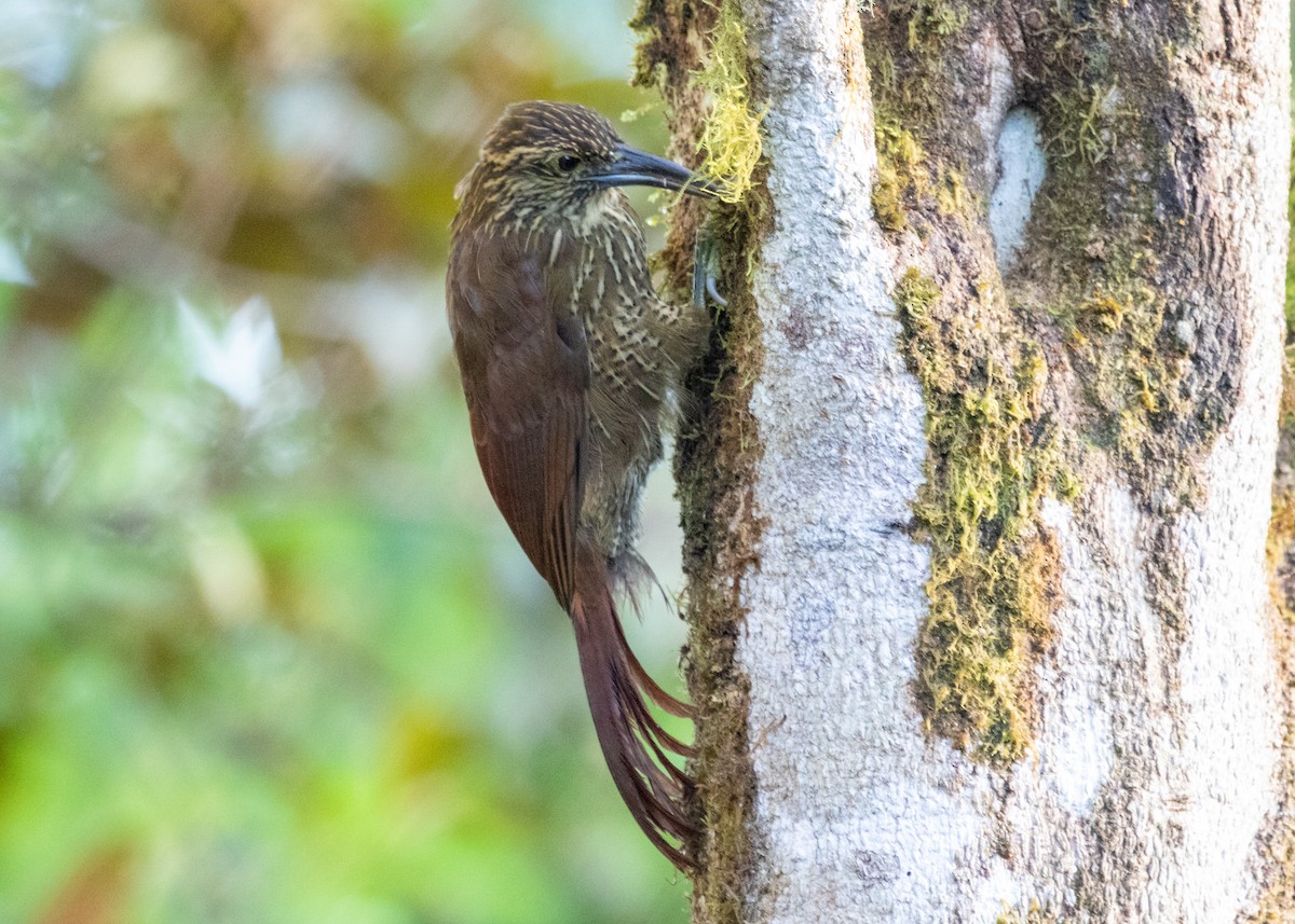 Strong-billed Woodcreeper (Andean/Northern) - ML614306261