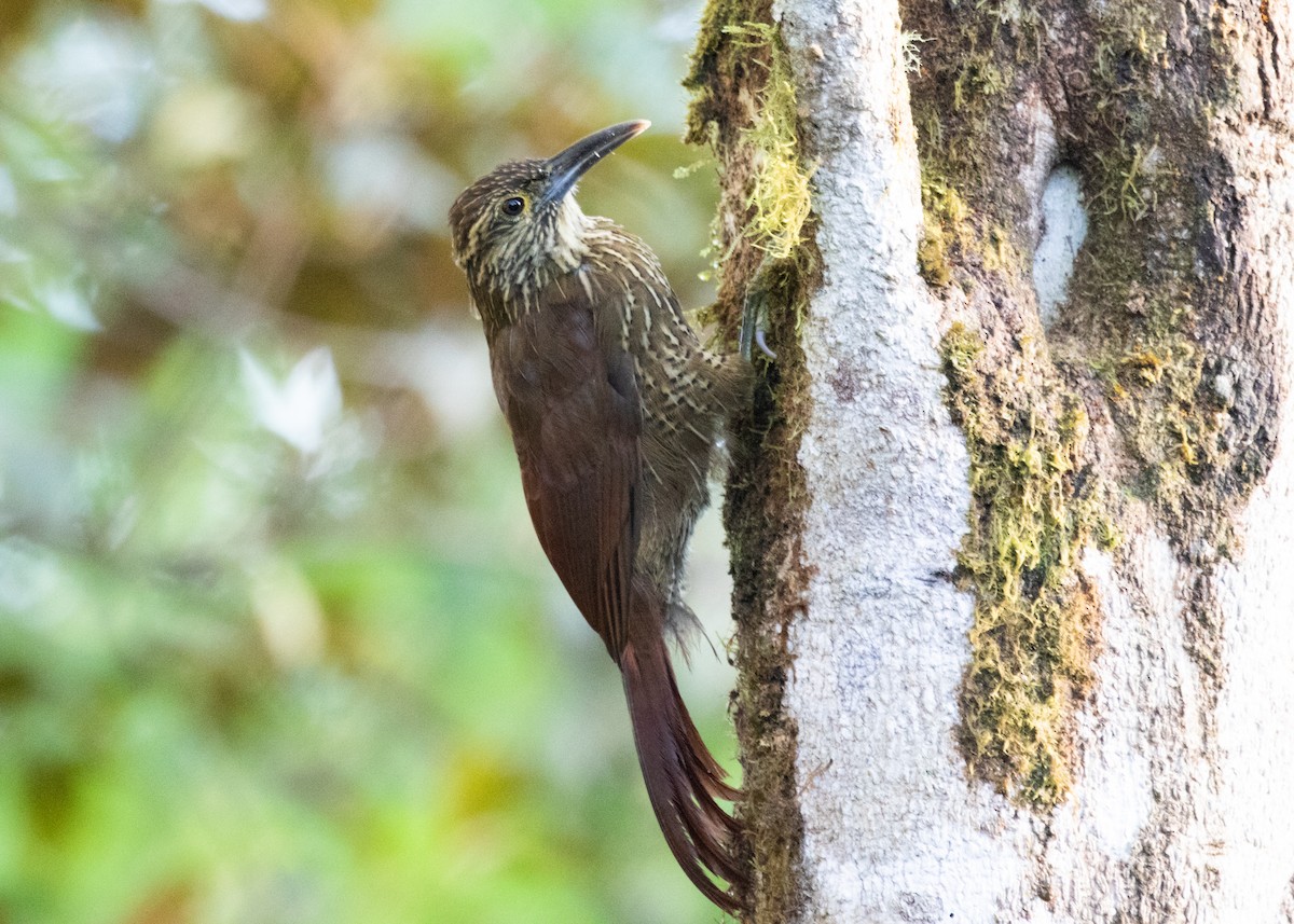 Strong-billed Woodcreeper (Andean/Northern) - ML614306264