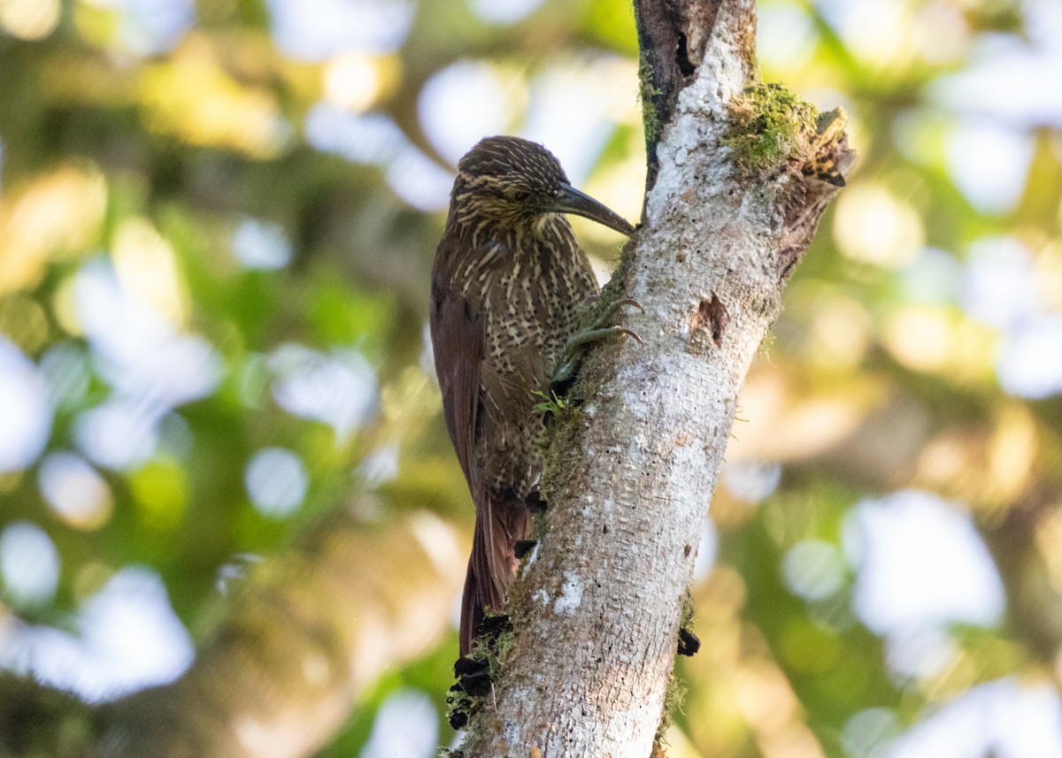 Strong-billed Woodcreeper (Andean/Northern) - ML614306283