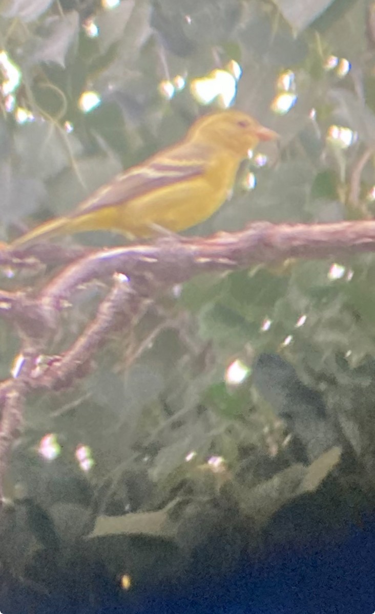 Western Tanager - ML614306289