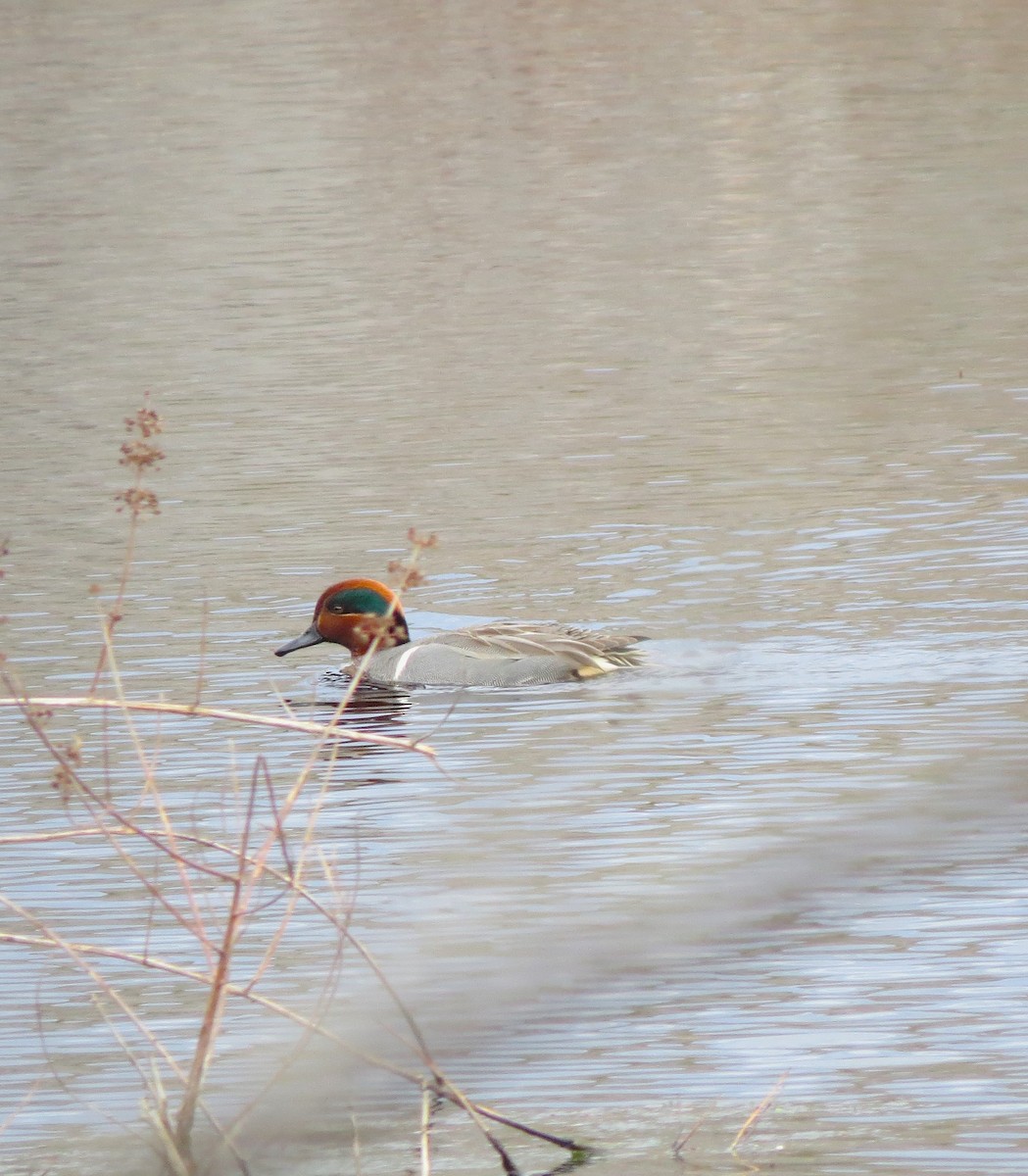 Green-winged Teal - ML614306547
