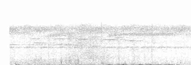 Мурав’янка-куцохвіст гвіанська - ML614306817