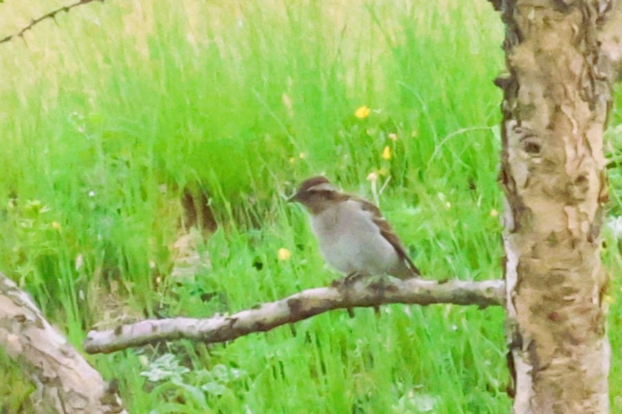 Yellow-throated Bush Sparrow - ML614306852
