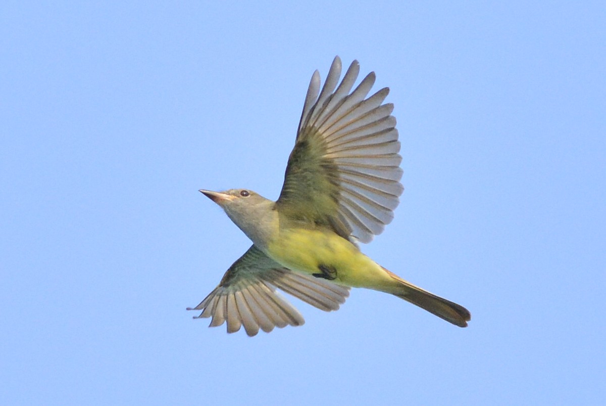 Great Crested Flycatcher - ML614306960