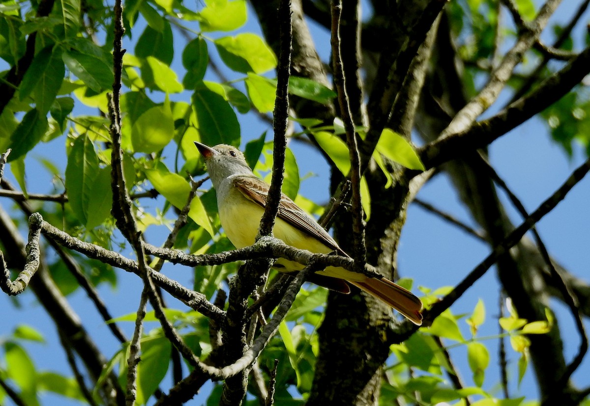 Great Crested Flycatcher - ML614306962