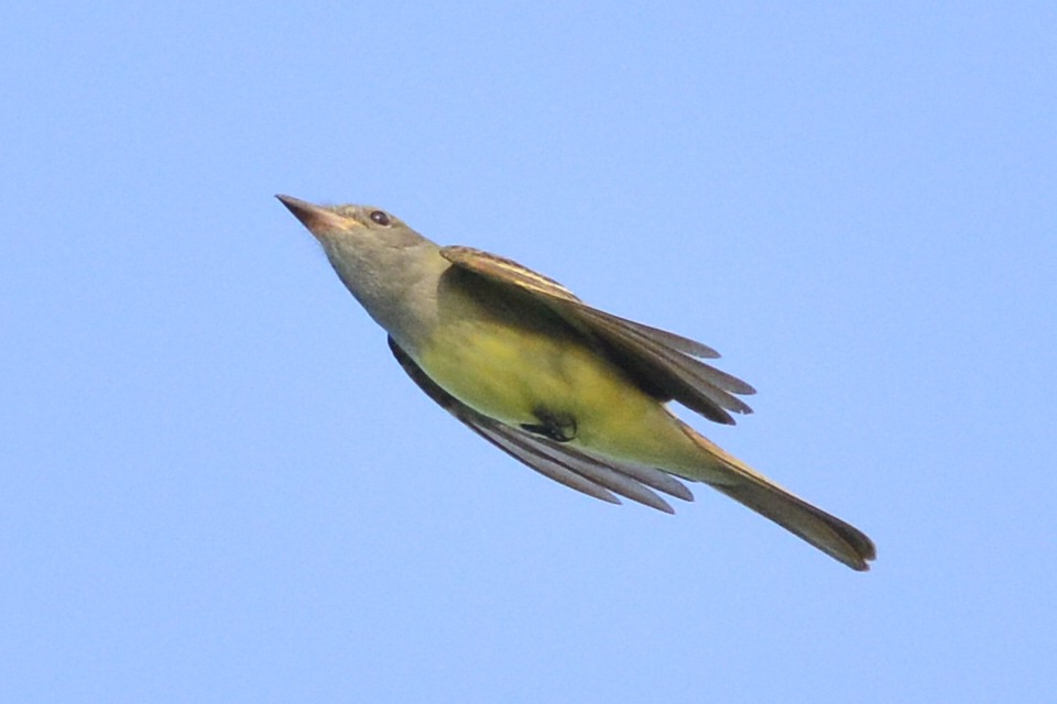 Great Crested Flycatcher - ML614306964