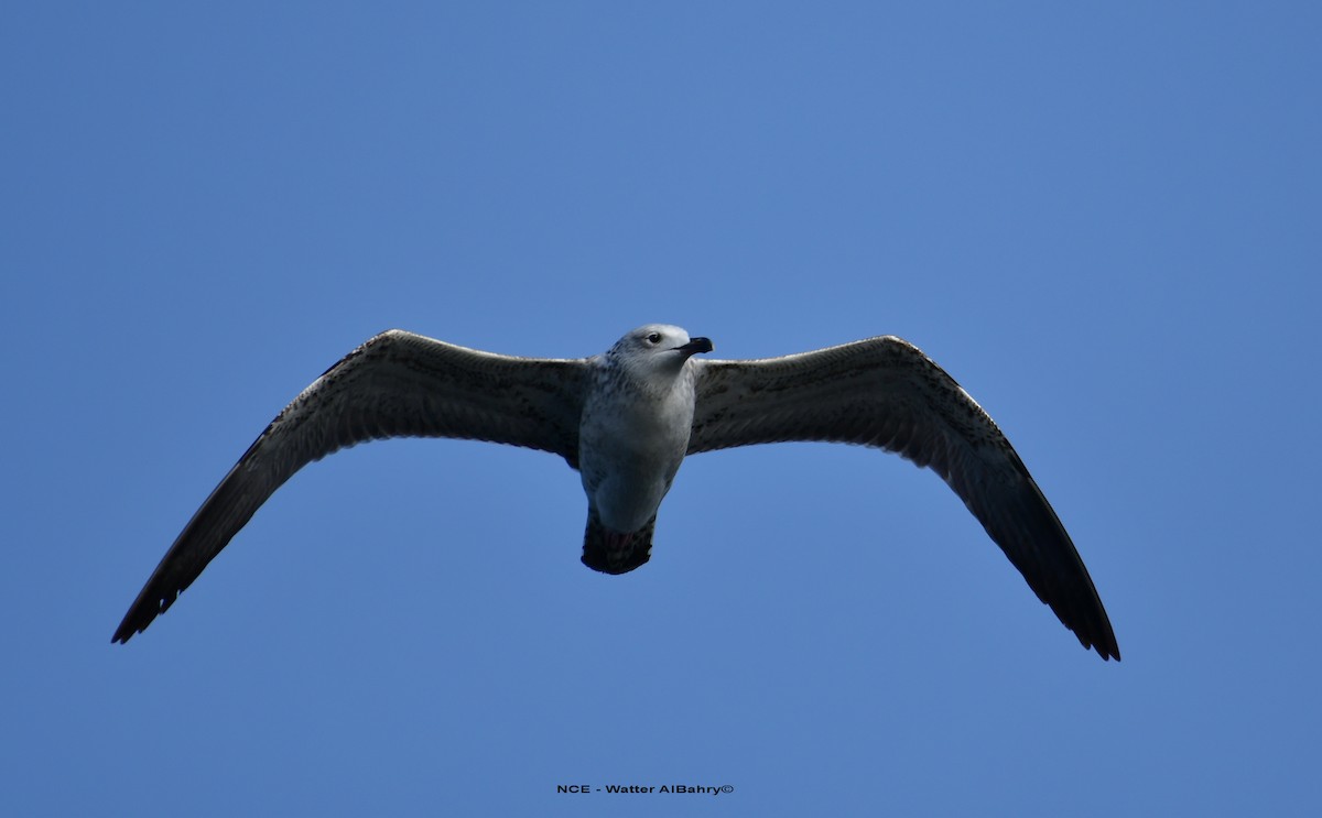Lesser Black-backed Gull - Watter AlBahry