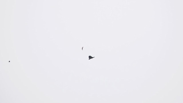Black-chested Buzzard-Eagle - ML614306981