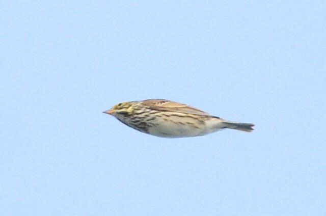 Savannah Sparrow - ML614306989