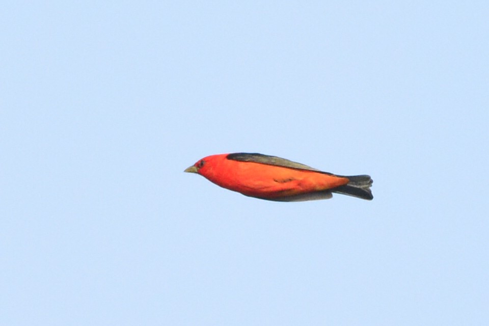 Scarlet Tanager - ML614307050