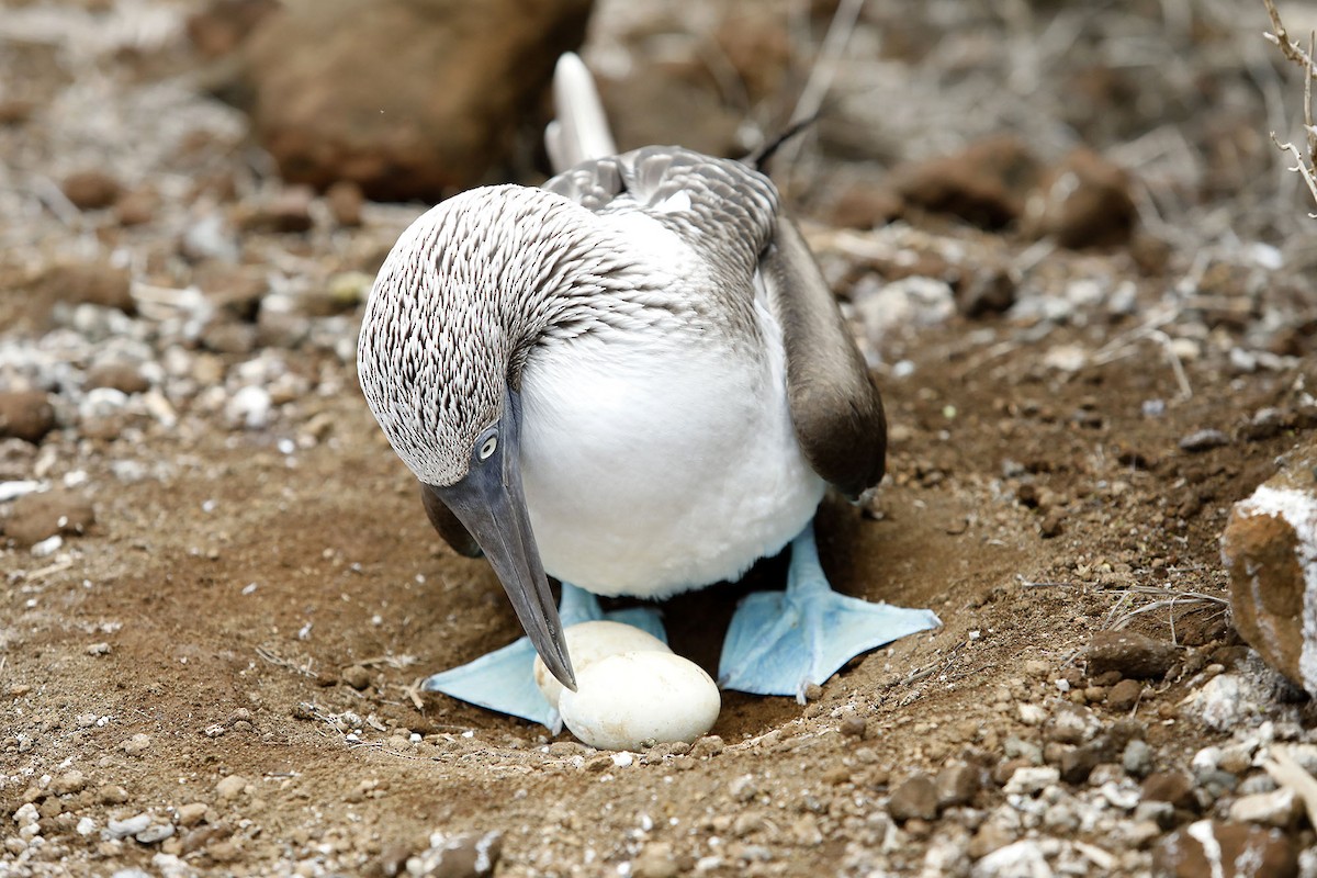 Blue-footed Booby - Edith Auchter