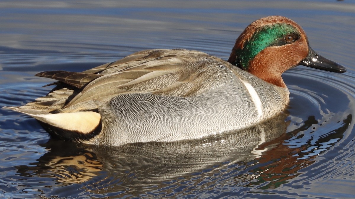 Green-winged Teal - ML614307367