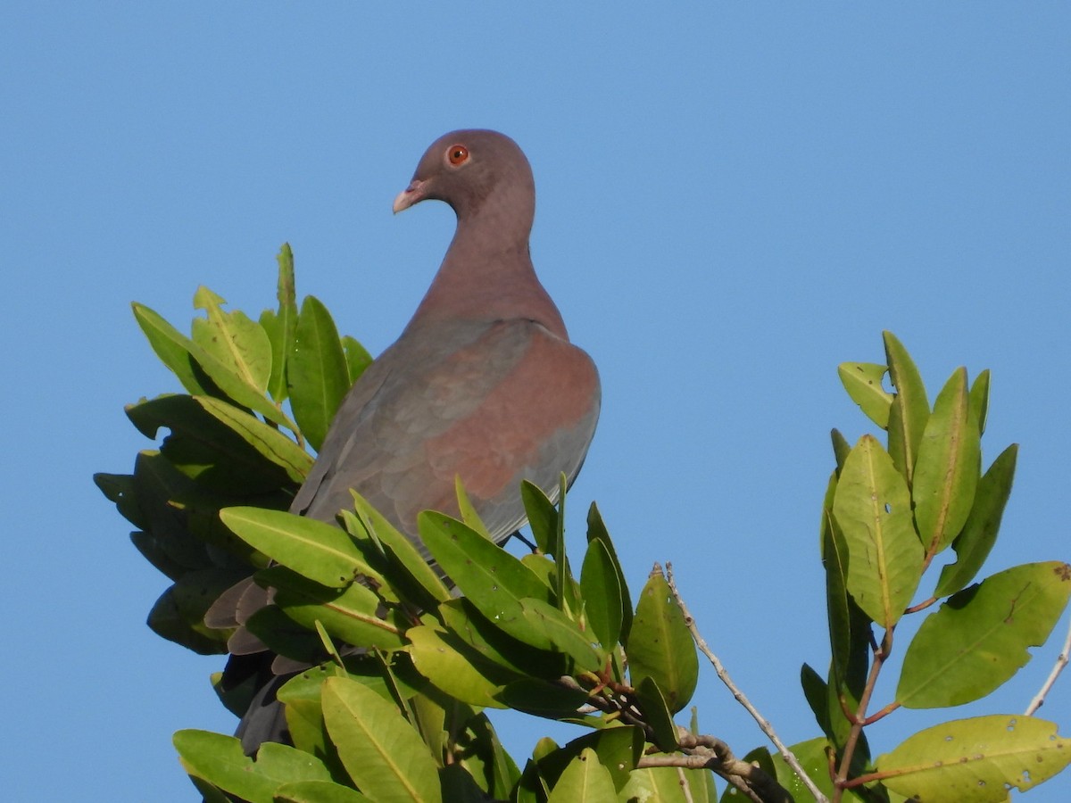 Red-billed Pigeon - ML614307453