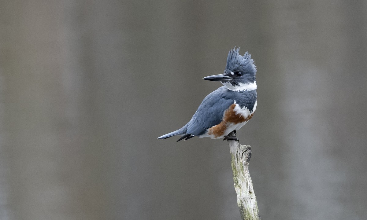 Belted Kingfisher - ML614307655