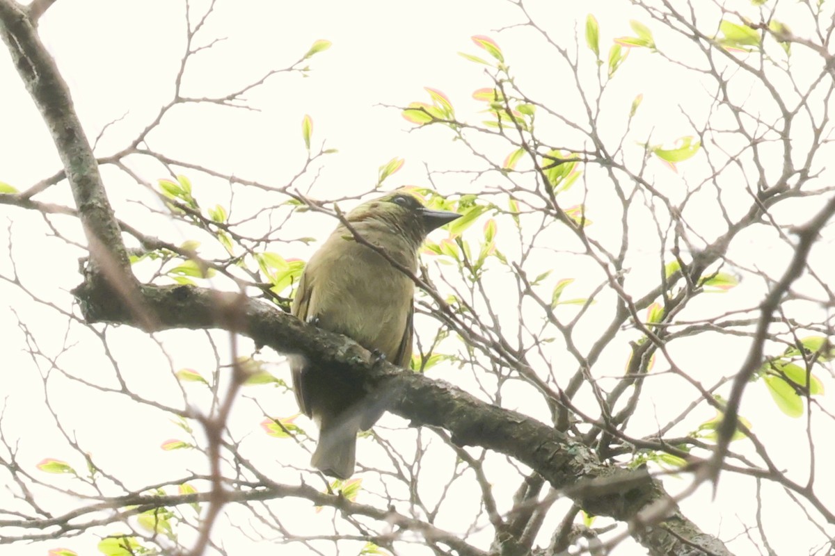 Olivbartvogel (woodwardi) - ML614307659