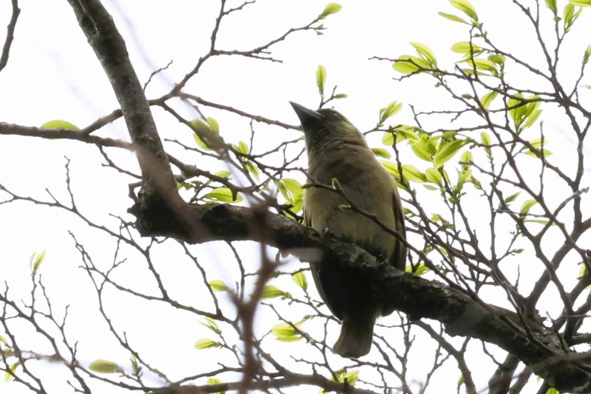 Olivbartvogel (woodwardi) - ML614307664