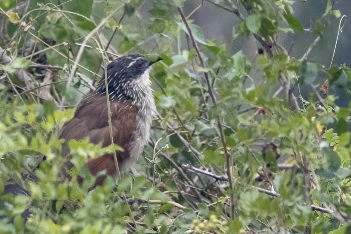 White-browed Coucal - ML614307710
