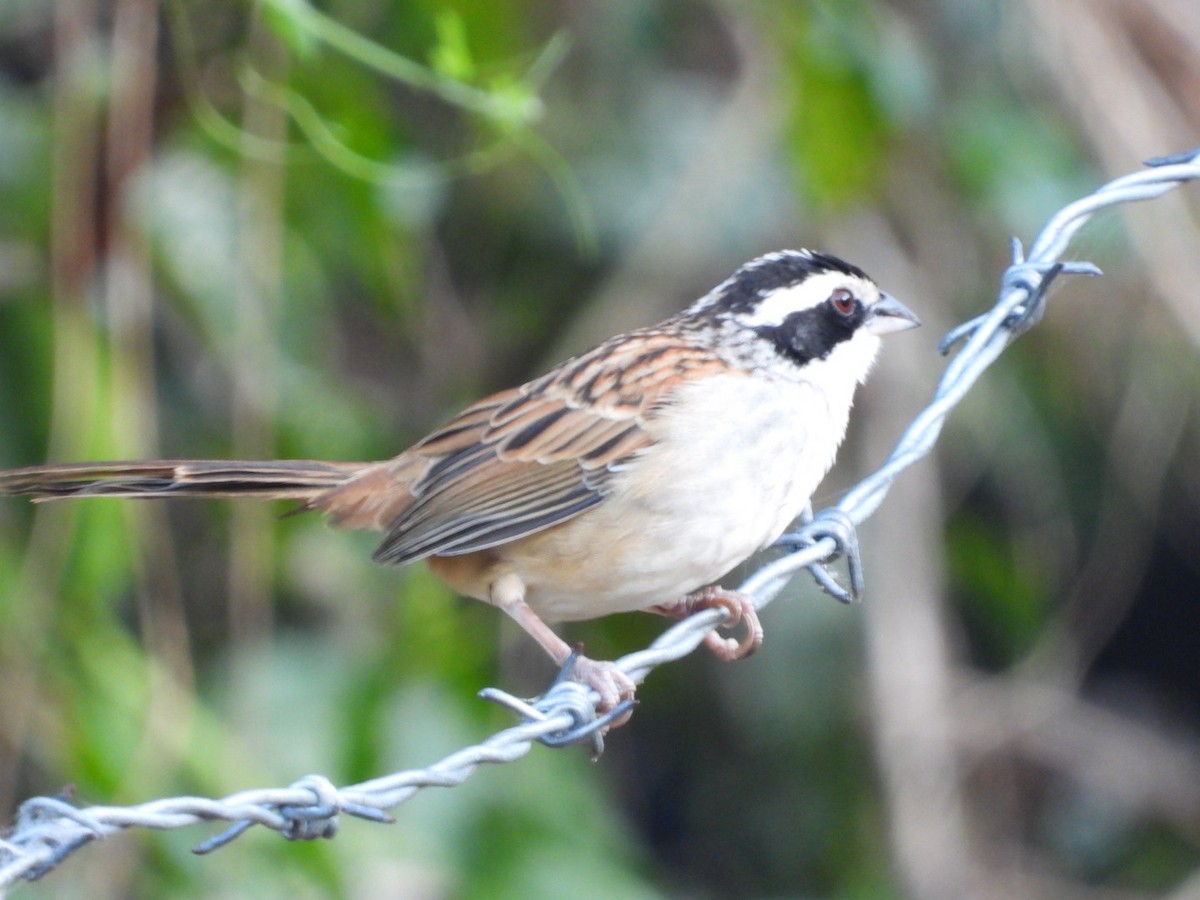 Stripe-headed Sparrow - ML614307719