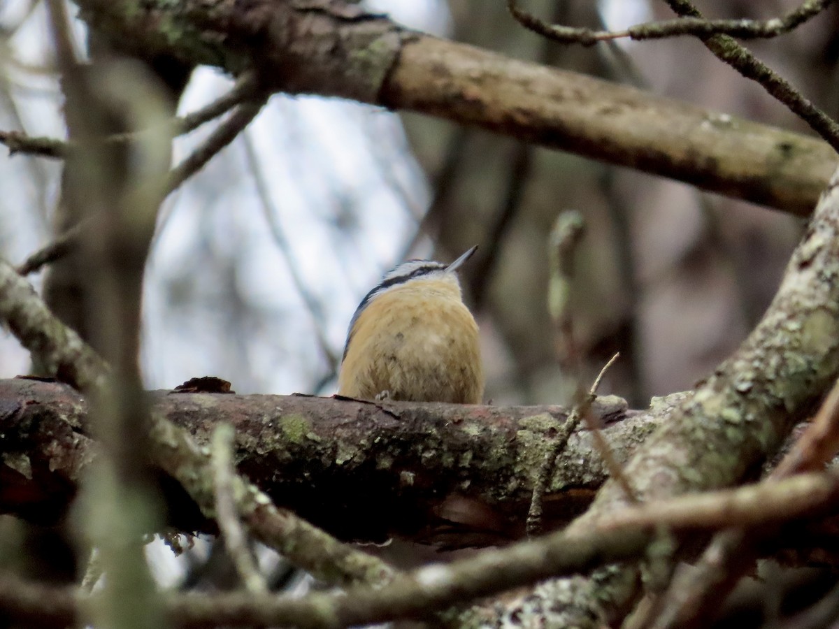 Red-breasted Nuthatch - ML614307731