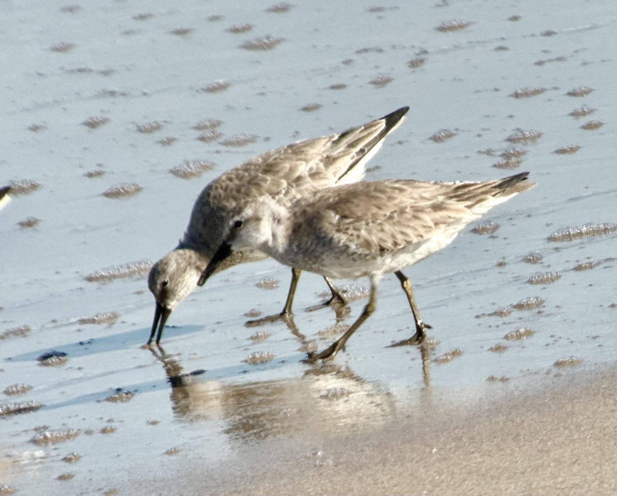 Red Knot - ML614307858