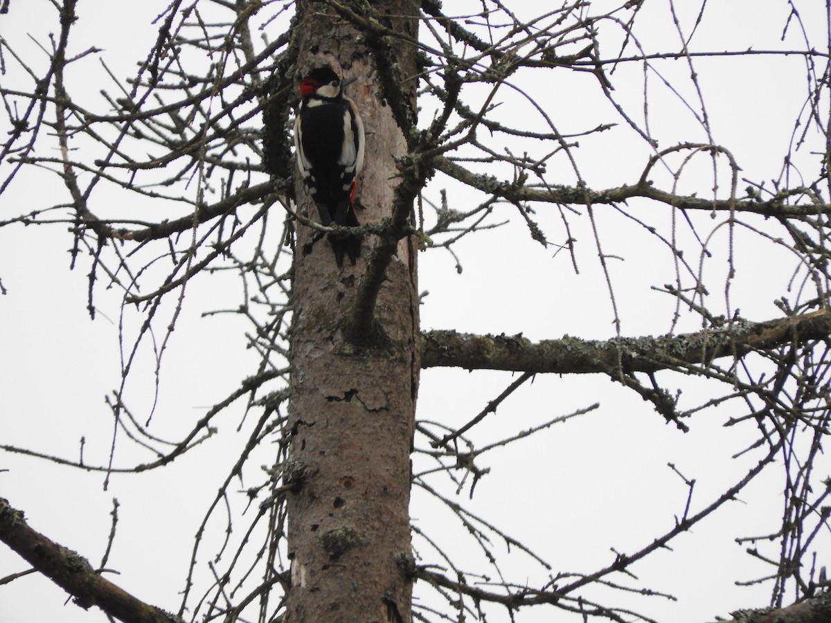 Great Spotted Woodpecker - ML614307880