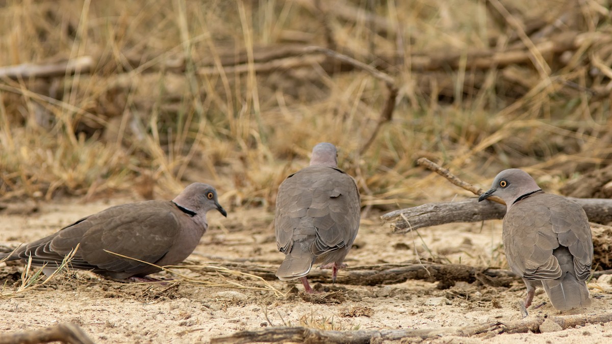 Mourning Collared-Dove - ML614308663