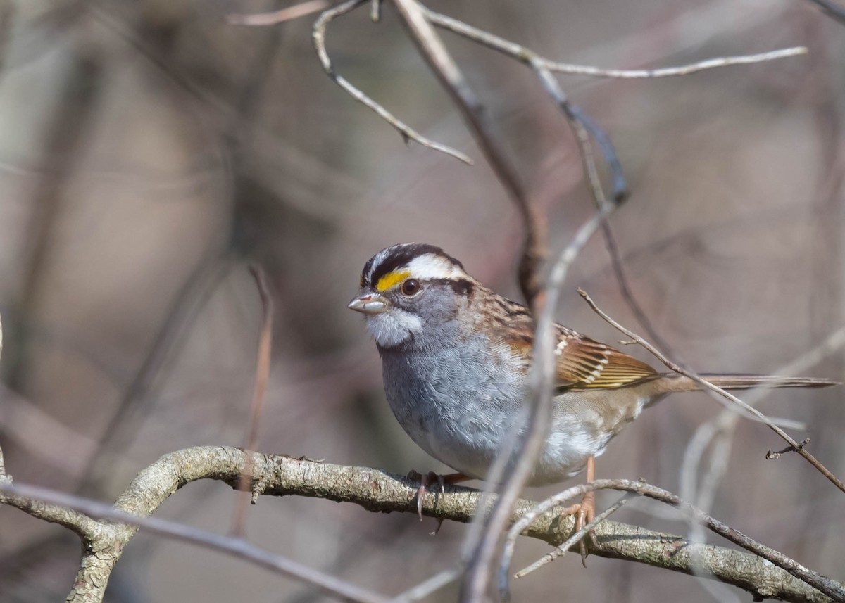 White-throated Sparrow - ML614308712