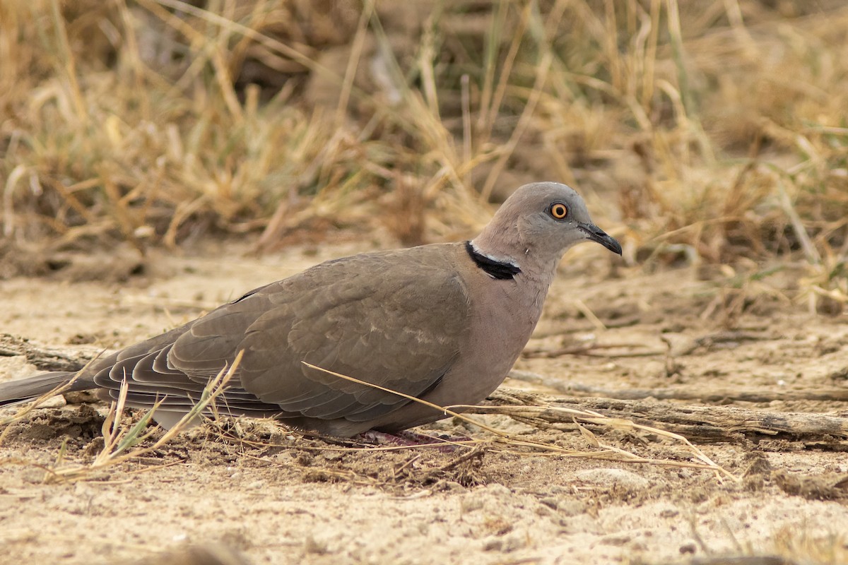 Mourning Collared-Dove - ML614308746