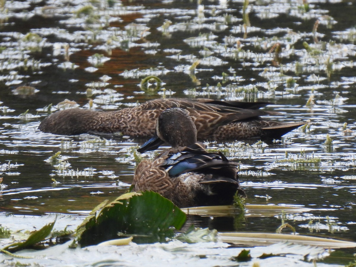 Blue-winged Teal - ML614308978