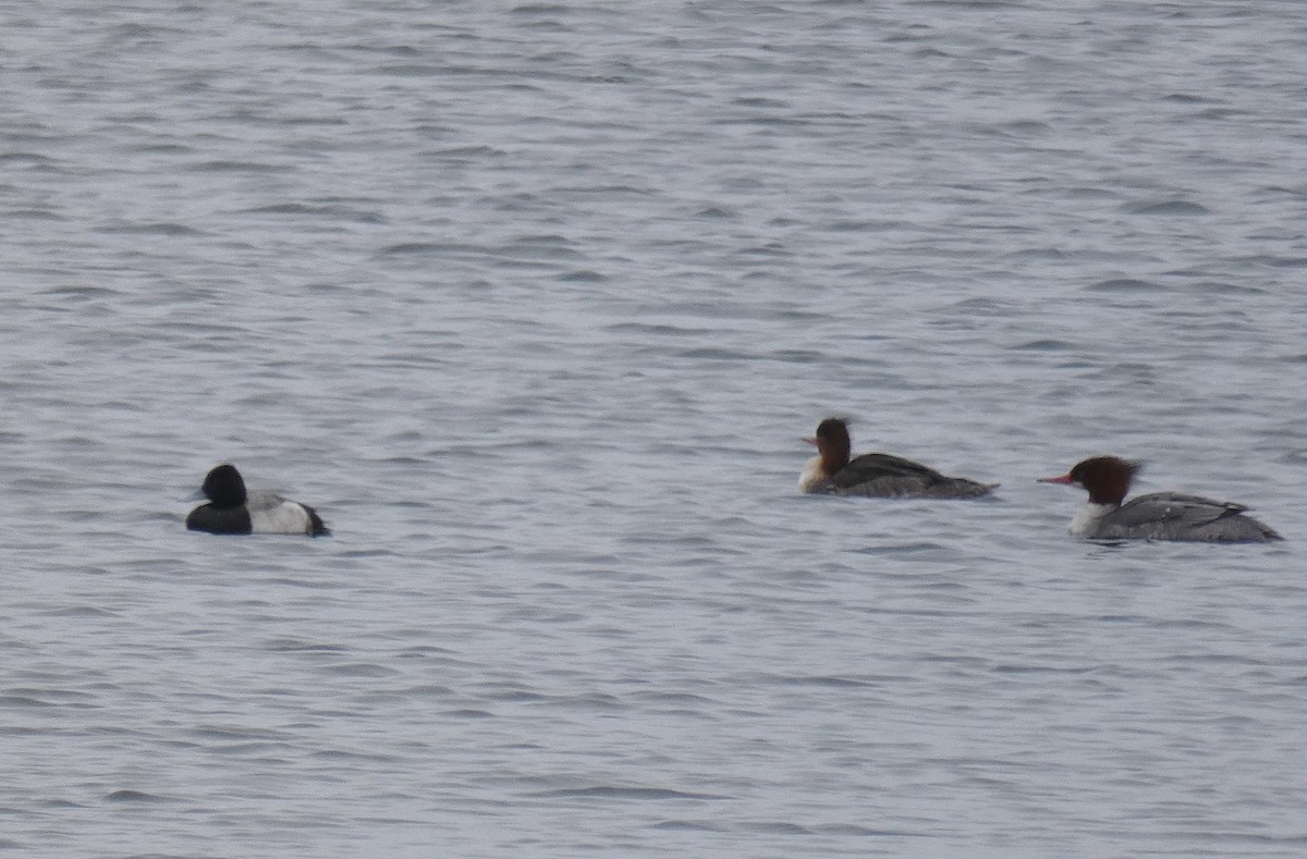 Greater/Lesser Scaup - ML614309017