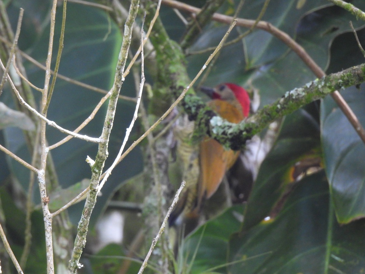Golden-olive Woodpecker - ML614309182