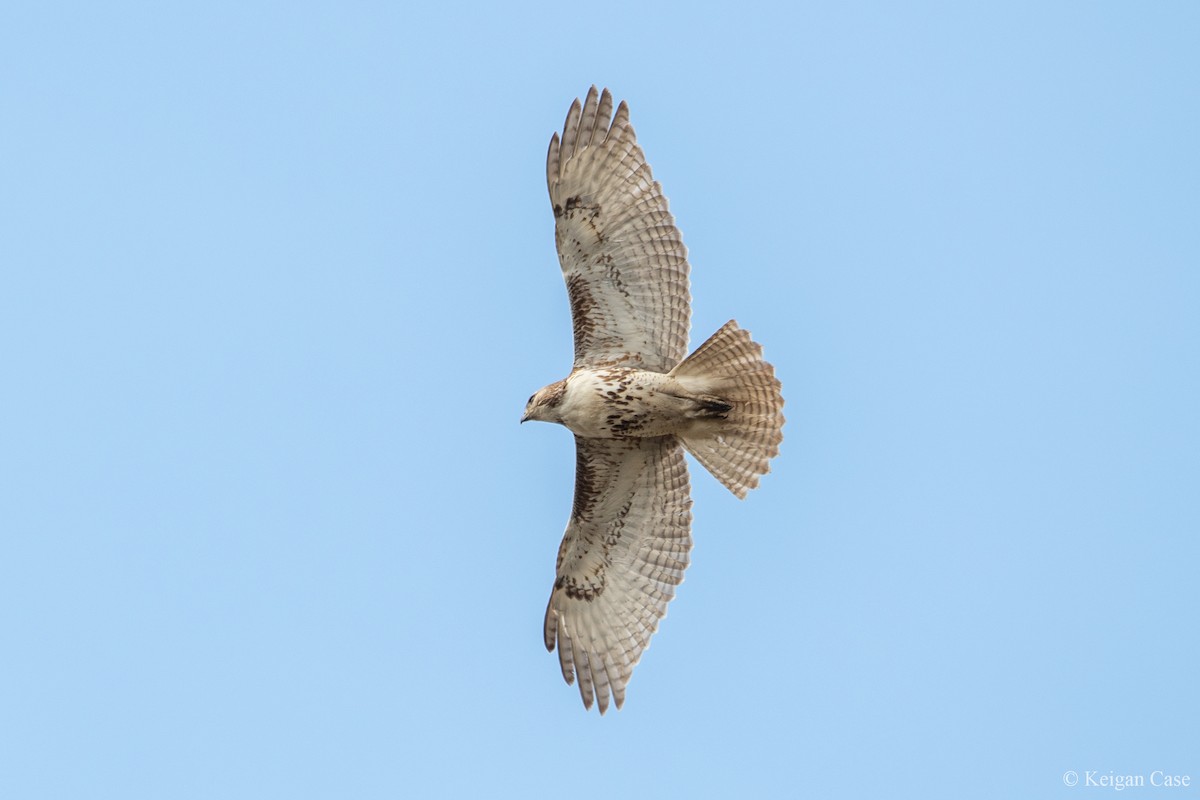 Red-tailed Hawk - ML614309963