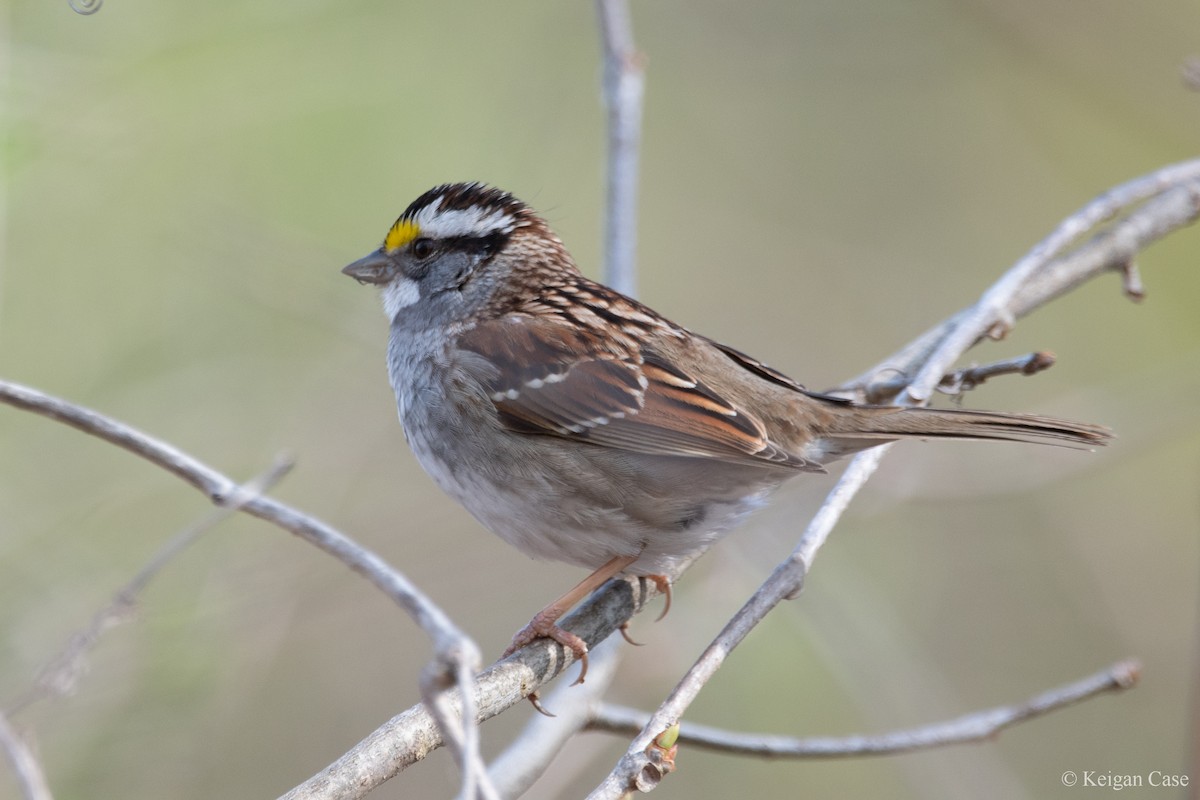 White-throated Sparrow - ML614309982