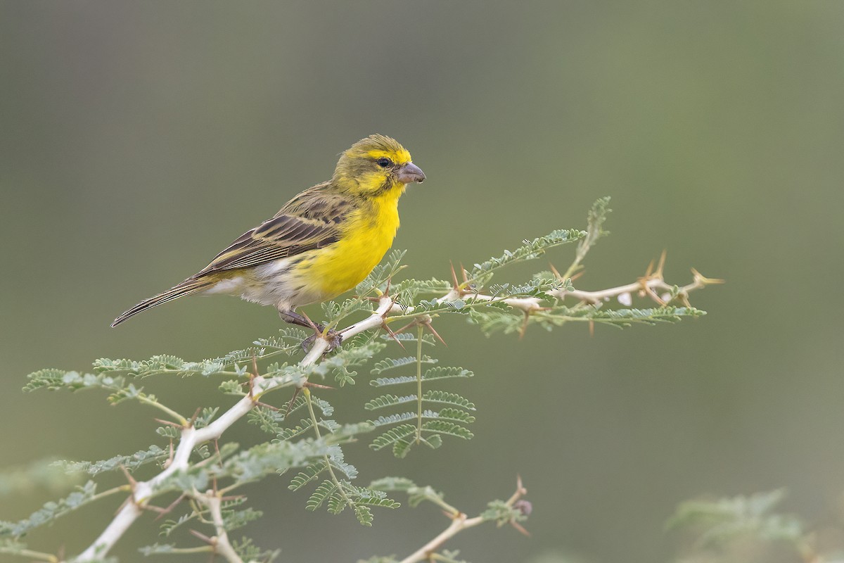 White-bellied Canary - ML614310251