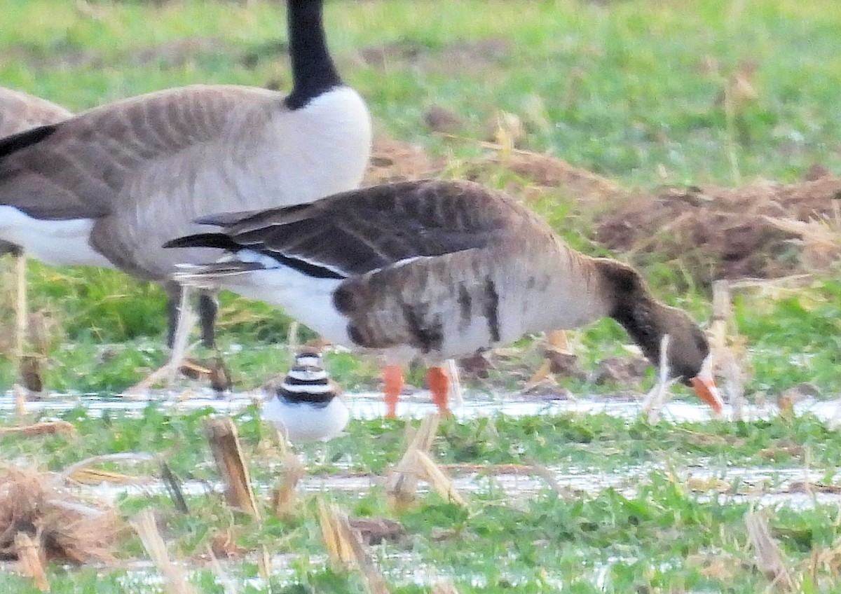 Greater White-fronted Goose (Western) - ML614310410