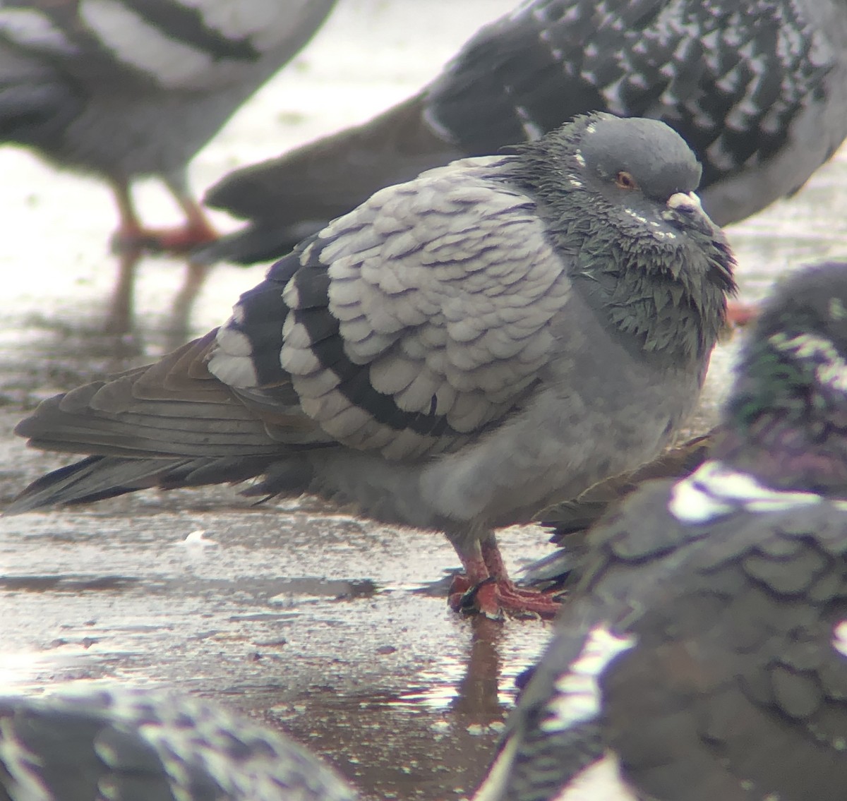 Rock Pigeon (Feral Pigeon) - ML614310484